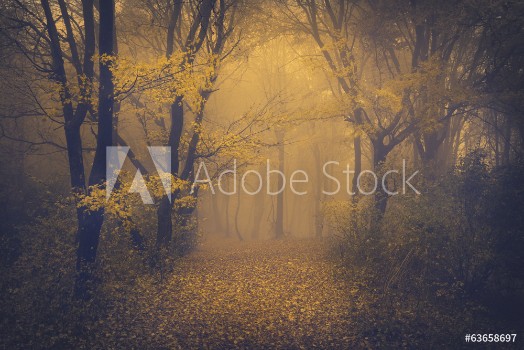 Afbeeldingen van Mysterious foggy forest with a fairytale look